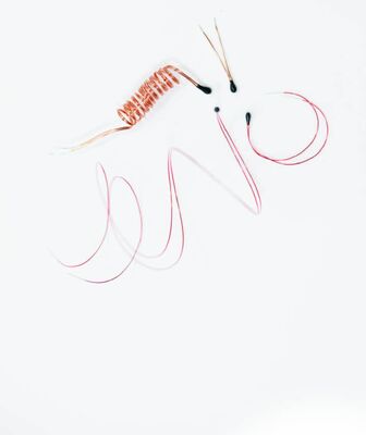 Termistor NTC Berlapis Epoksi dengan Kawat Timbal Berlapis Email untuk Termometer Digital